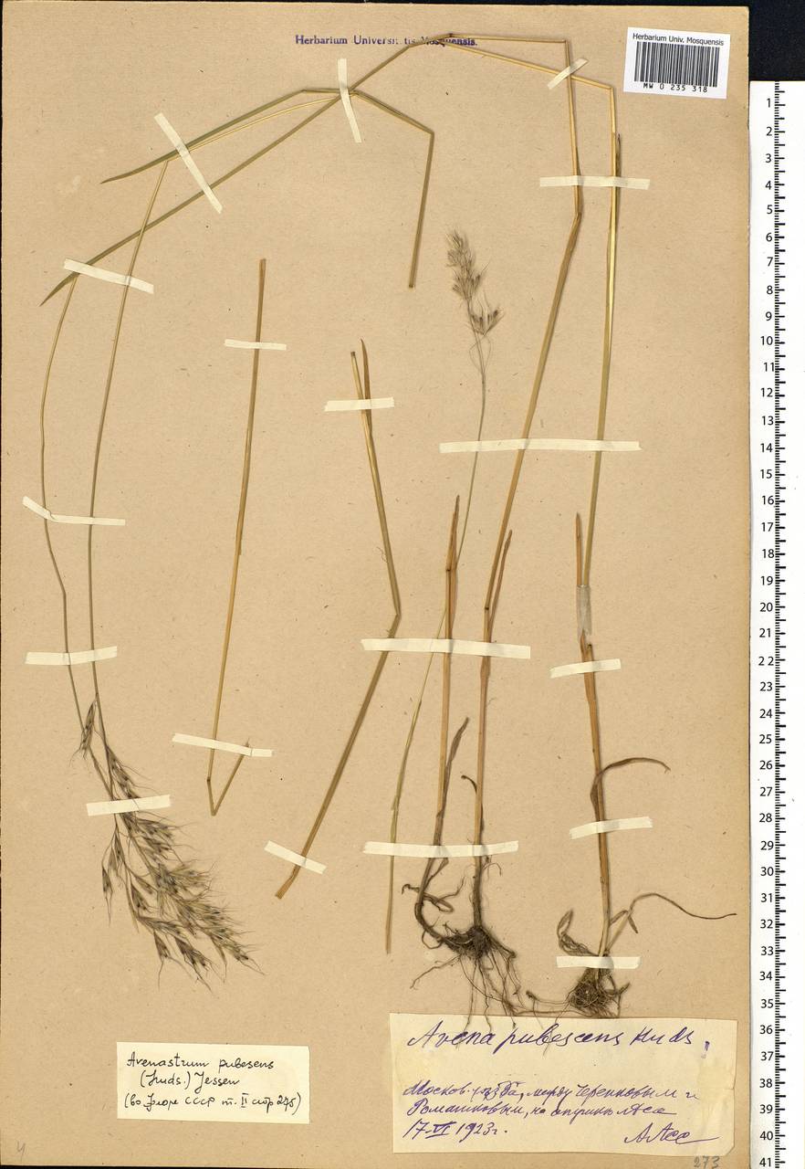 Avenula pubescens (Huds.) Dumort., Eastern Europe, Moscow region (E4a) (Russia)