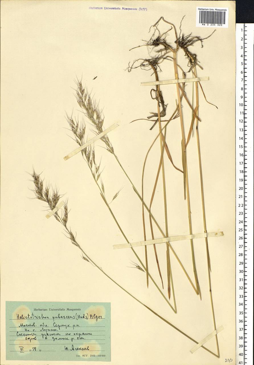 Avenula pubescens (Huds.) Dumort., Eastern Europe, Moscow region (E4a) (Russia)