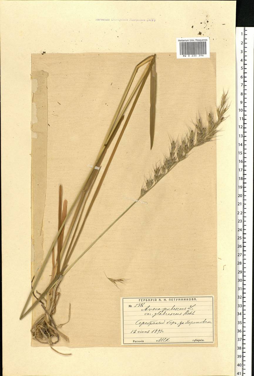 Avenula pubescens (Huds.) Dumort., Eastern Europe, Moscow region (E4a) (Russia)