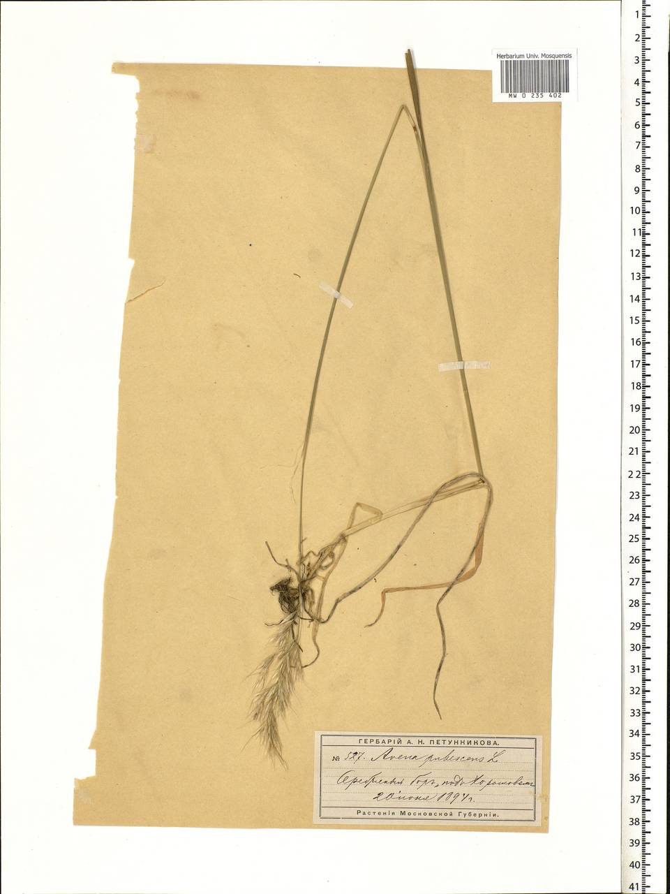 Avenula pubescens (Huds.) Dumort., Eastern Europe, Moscow region (E4a) (Russia)