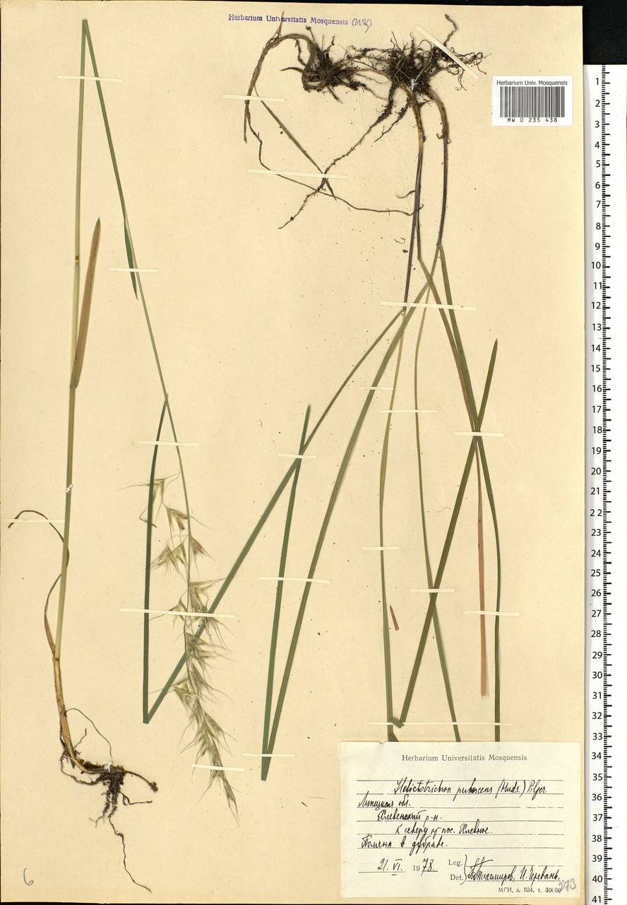 Avenula pubescens (Huds.) Dumort., Eastern Europe, Central forest-and-steppe region (E6) (Russia)