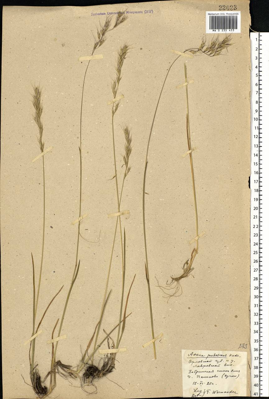 Avenula pubescens (Huds.) Dumort., Eastern Europe, Central forest-and-steppe region (E6) (Russia)