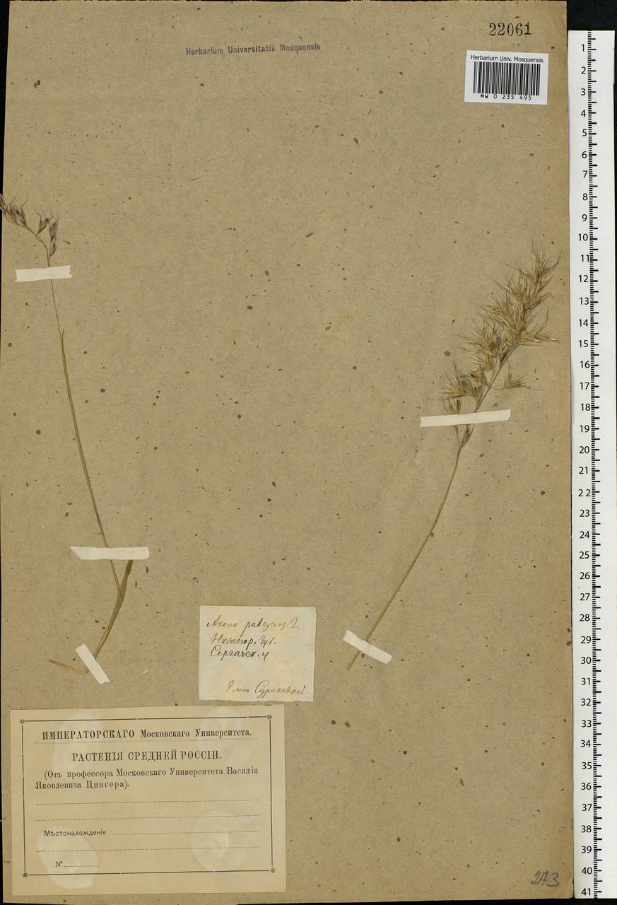 Avenula pubescens (Huds.) Dumort., Eastern Europe, Volga-Kama region (E7) (Russia)