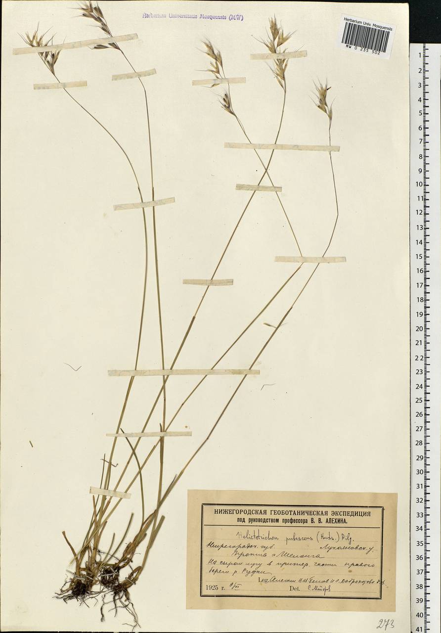 Avenula pubescens (Huds.) Dumort., Eastern Europe, Volga-Kama region (E7) (Russia)