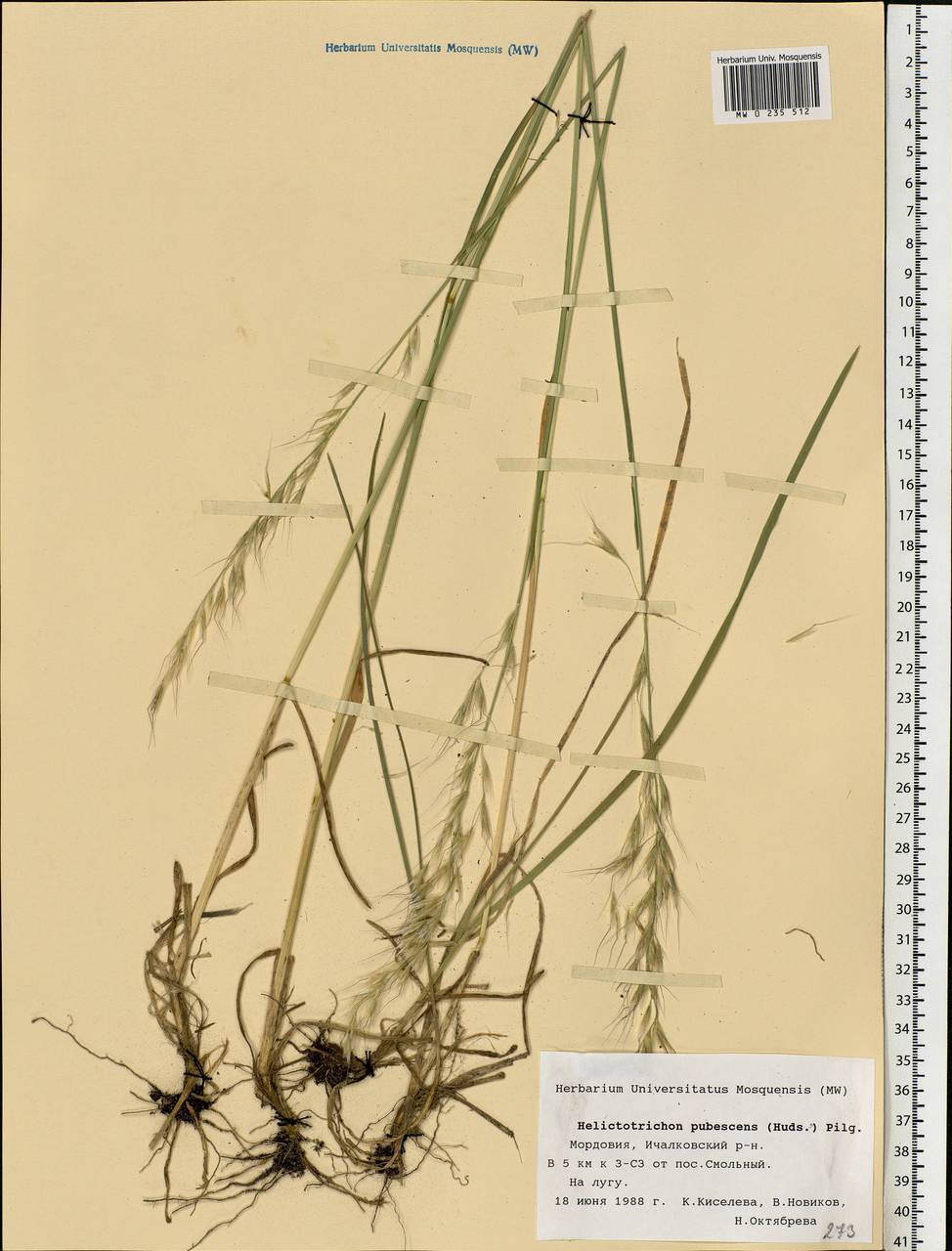 Avenula pubescens (Huds.) Dumort., Eastern Europe, Middle Volga region (E8) (Russia)