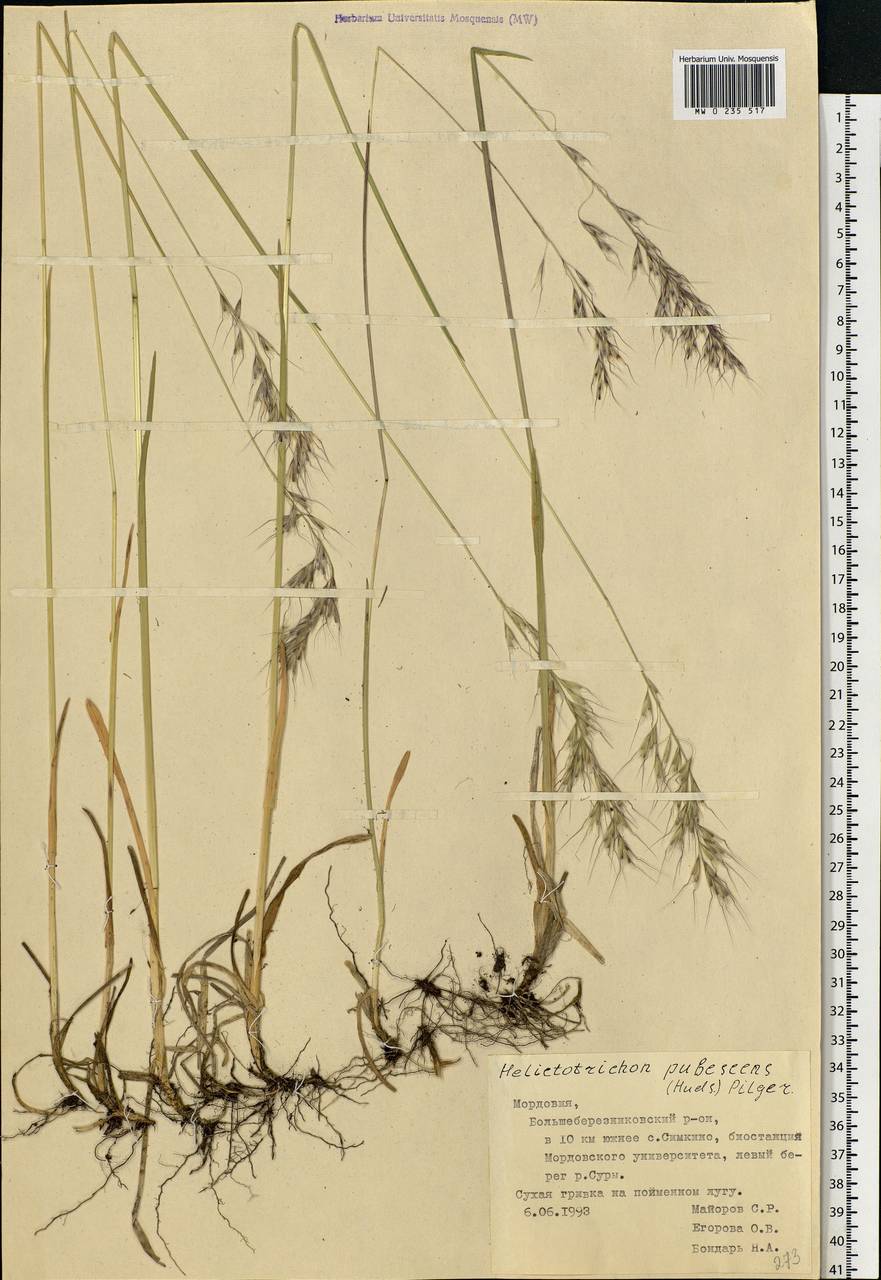 Avenula pubescens (Huds.) Dumort., Eastern Europe, Middle Volga region (E8) (Russia)