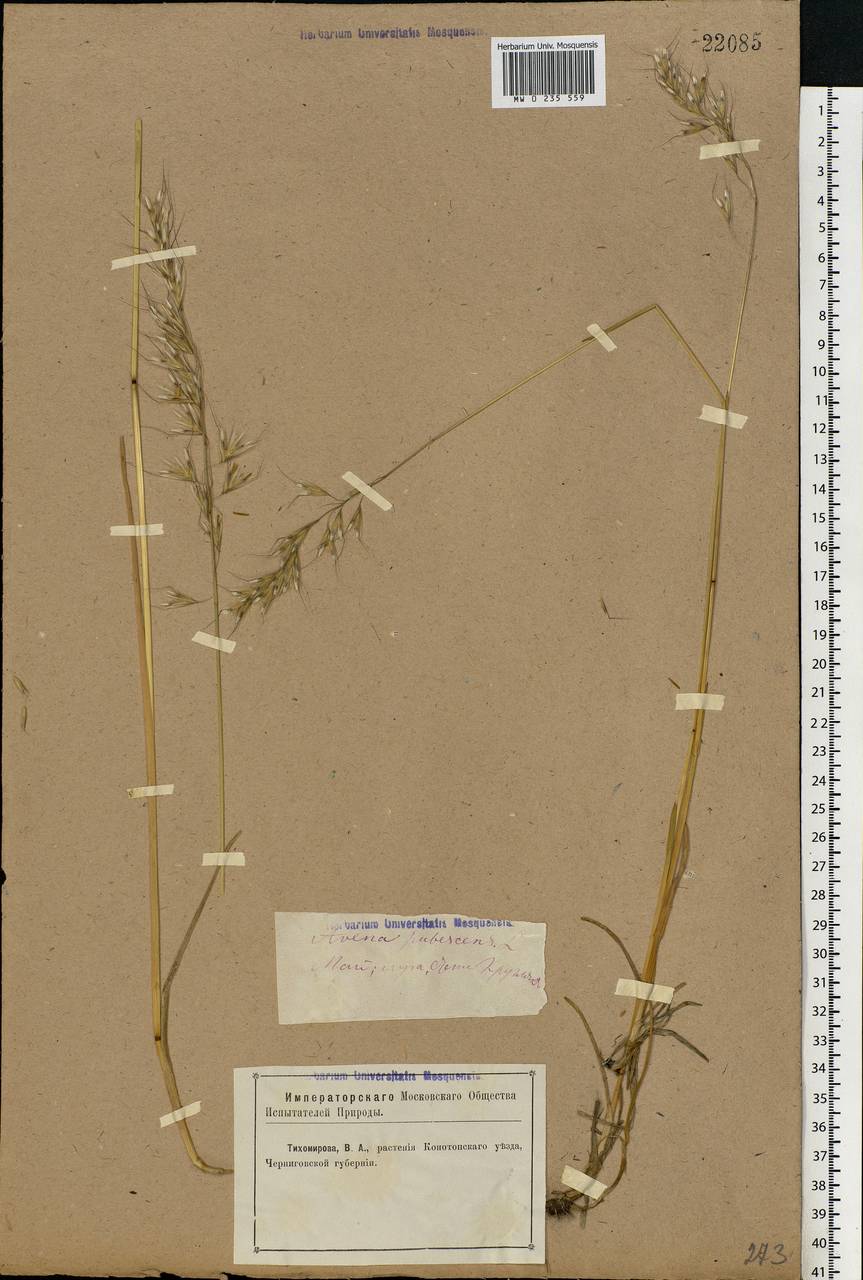 Avenula pubescens (Huds.) Dumort., Eastern Europe, North Ukrainian region (E11) (Ukraine)