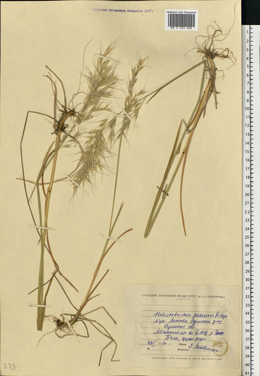Avenula pubescens (Huds.) Dumort., Eastern Europe, North Ukrainian region (E11) (Ukraine)