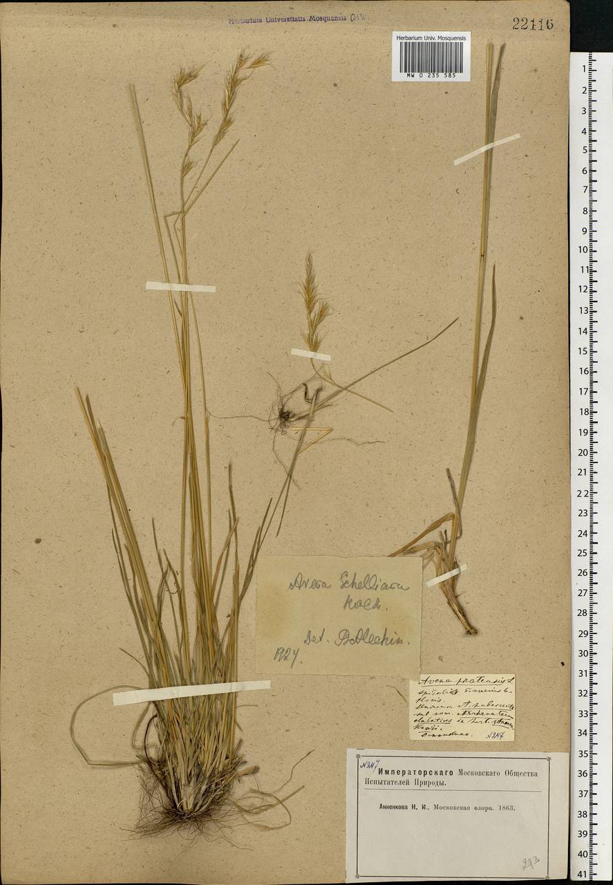 Helictochloa hookeri (Scribn.) Romero Zarco, Eastern Europe, Moscow region (E4a) (Russia)