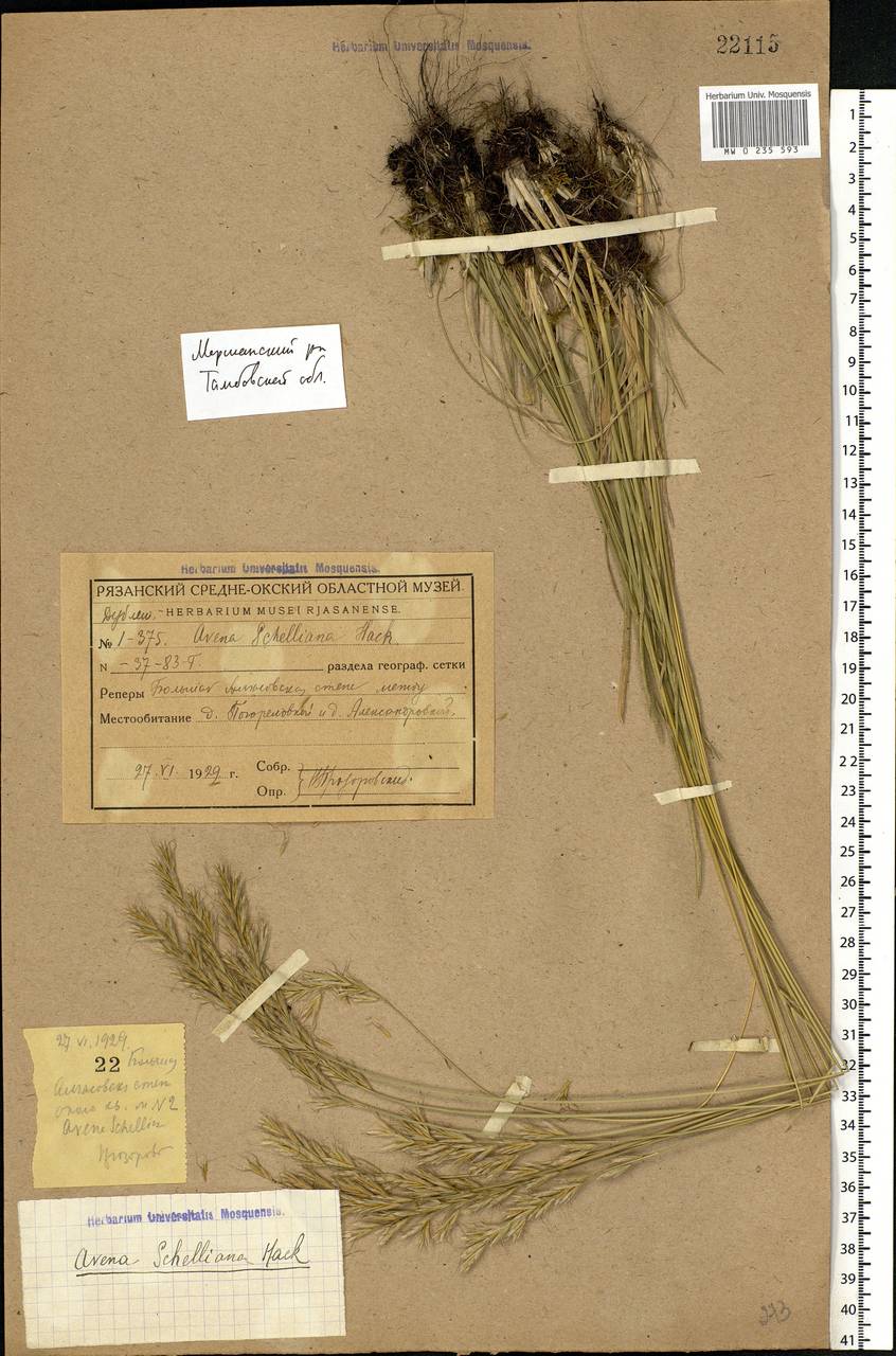 Helictochloa hookeri (Scribn.) Romero Zarco, Eastern Europe, Central forest-and-steppe region (E6) (Russia)