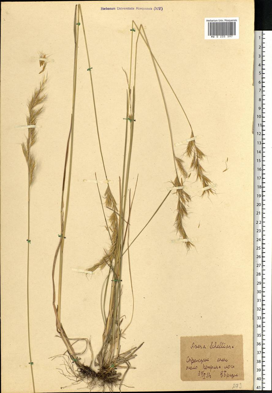 Helictochloa hookeri (Scribn.) Romero Zarco, Eastern Europe, Central forest-and-steppe region (E6) (Russia)