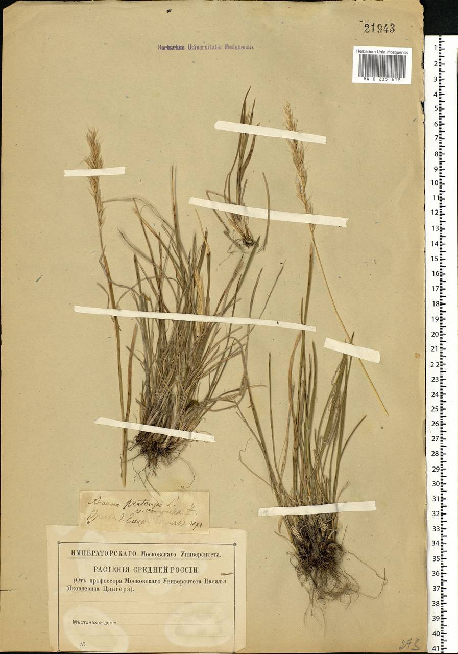 Helictochloa hookeri (Scribn.) Romero Zarco, Eastern Europe, Central forest-and-steppe region (E6) (Russia)