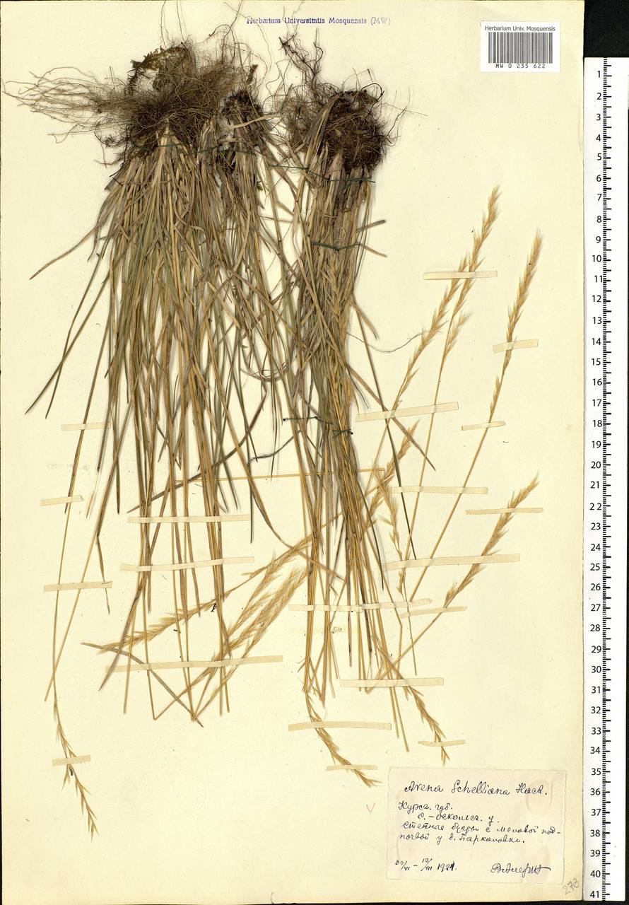 Helictochloa hookeri (Scribn.) Romero Zarco, Eastern Europe, Central forest-and-steppe region (E6) (Russia)