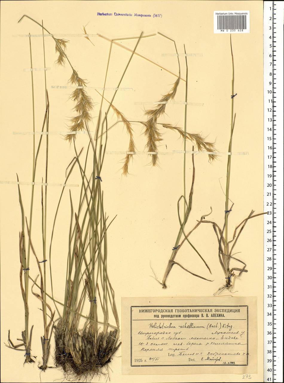 Helictochloa hookeri (Scribn.) Romero Zarco, Eastern Europe, Middle Volga region (E8) (Russia)