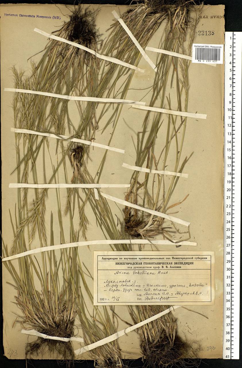 Helictochloa hookeri (Scribn.) Romero Zarco, Eastern Europe, Middle Volga region (E8) (Russia)