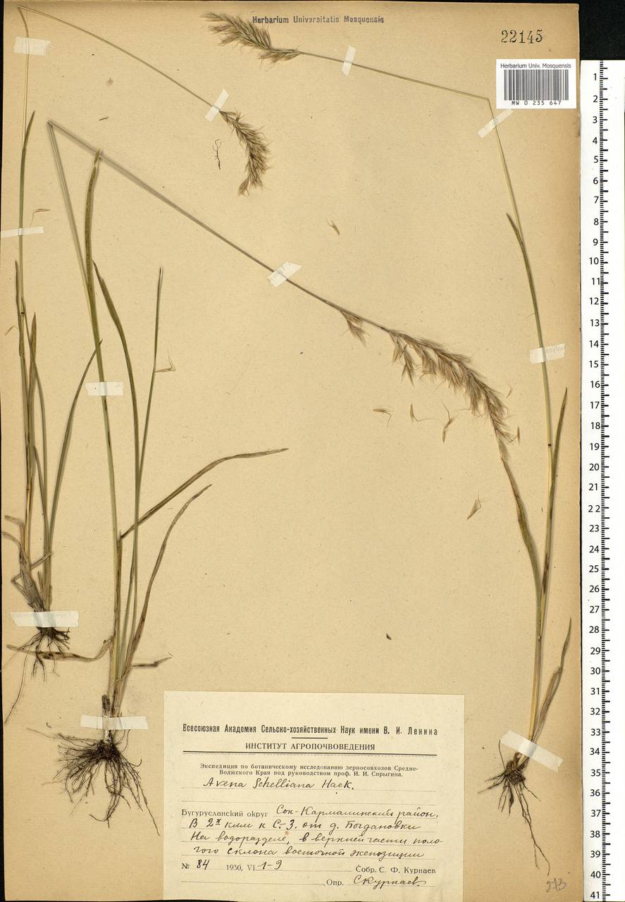 Helictochloa hookeri (Scribn.) Romero Zarco, Eastern Europe, Eastern region (E10) (Russia)