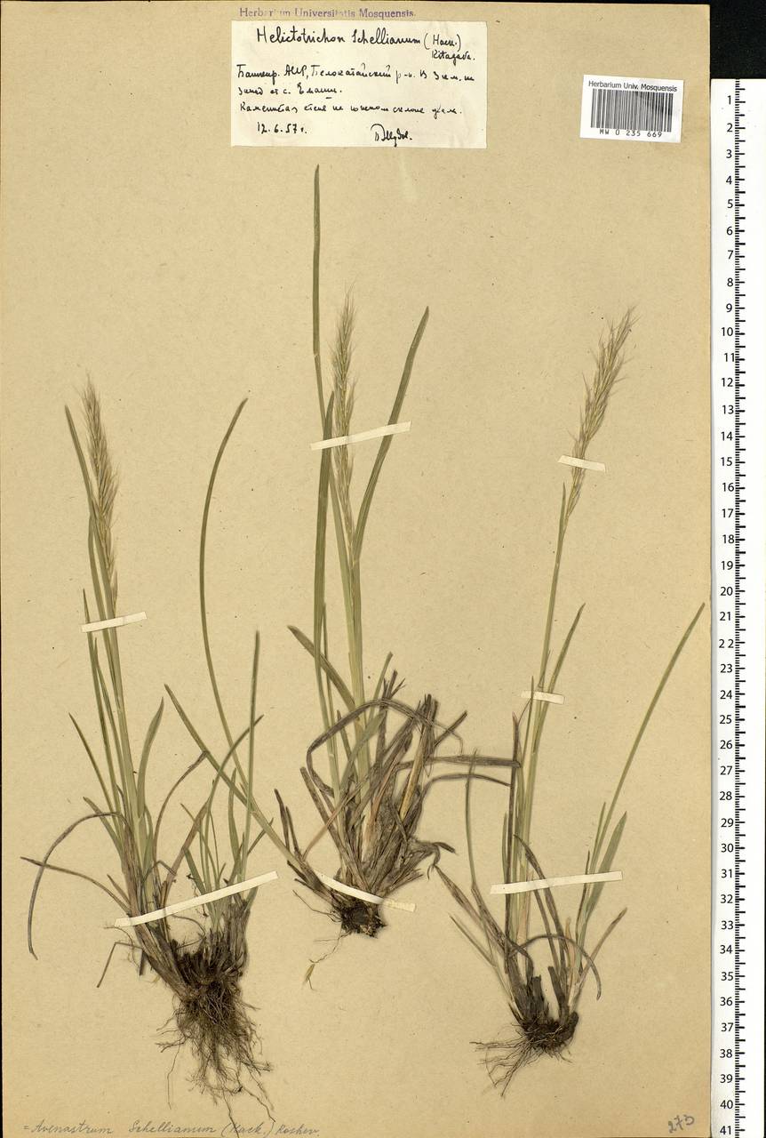 Helictochloa hookeri (Scribn.) Romero Zarco, Eastern Europe, Eastern region (E10) (Russia)