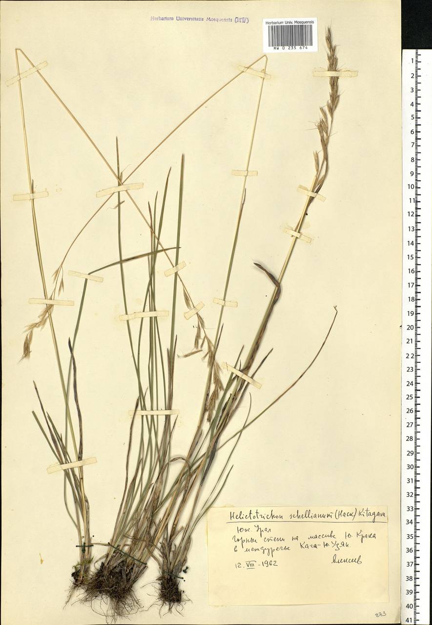Helictochloa hookeri (Scribn.) Romero Zarco, Eastern Europe, Eastern region (E10) (Russia)