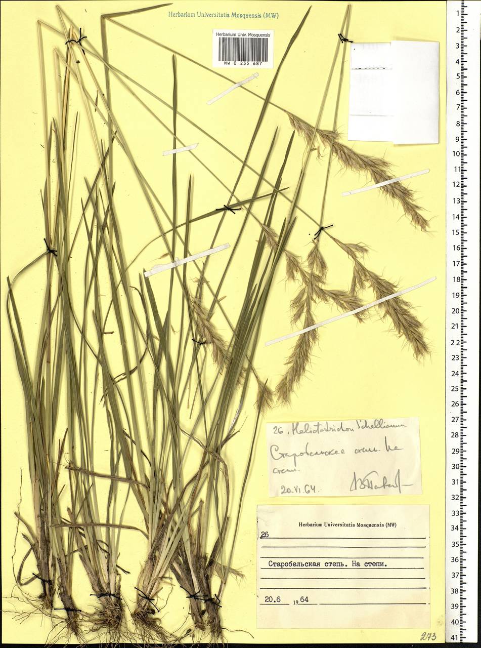 Helictochloa hookeri (Scribn.) Romero Zarco, Eastern Europe, North Ukrainian region (E11) (Ukraine)
