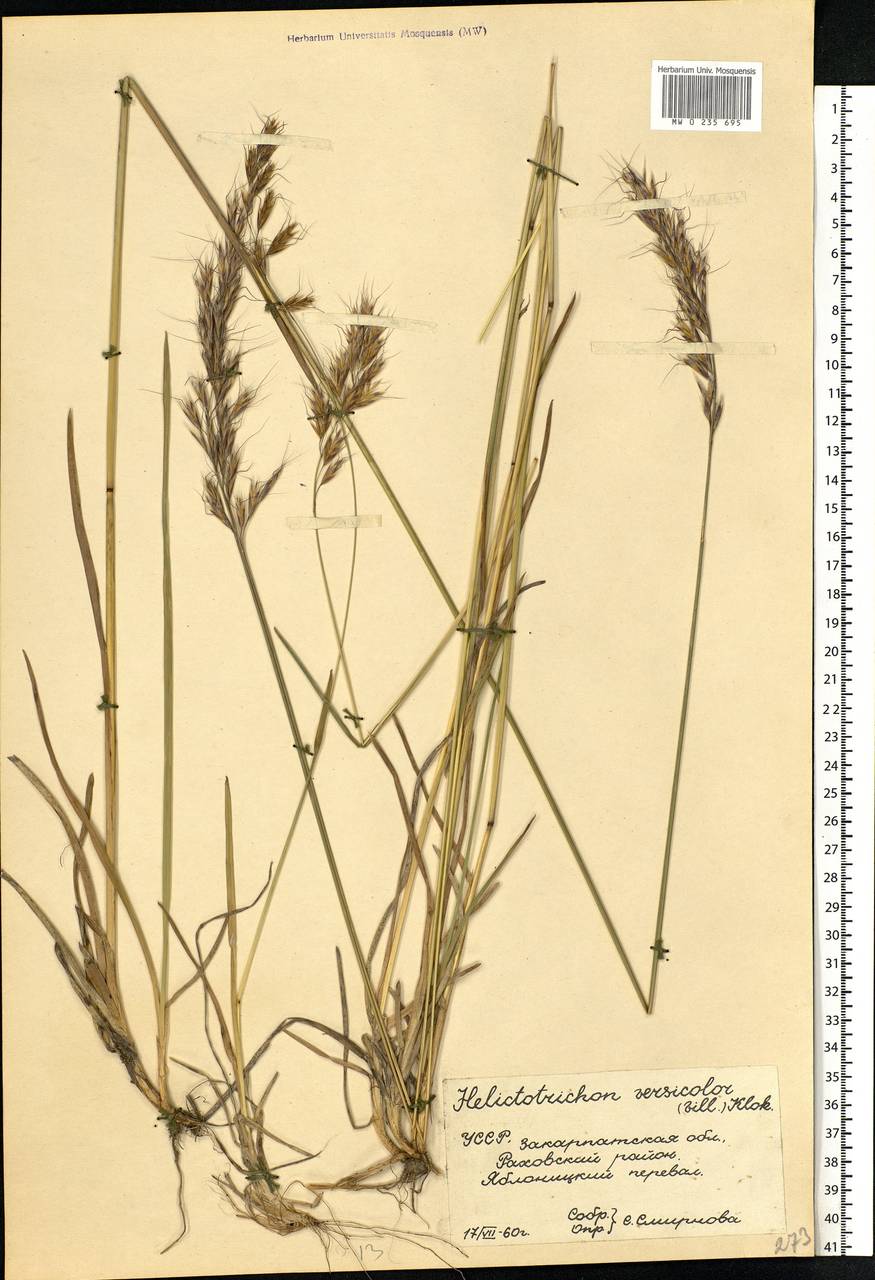 Helictochloa versicolor (Vill.) Romero Zarco, Eastern Europe, West Ukrainian region (E13) (Ukraine)