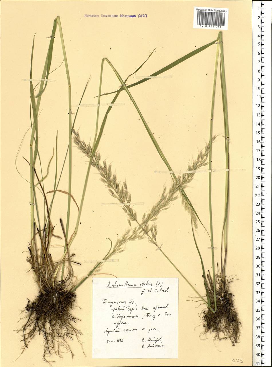 Arrhenatherum elatius (L.) P.Beauv. ex J.Presl & C.Presl, Eastern Europe, Central region (E4) (Russia)