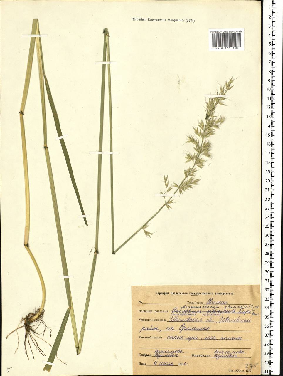 Arrhenatherum elatius (L.) P.Beauv. ex J.Presl & C.Presl., Eastern Europe, Central forest region (E5) (Russia)