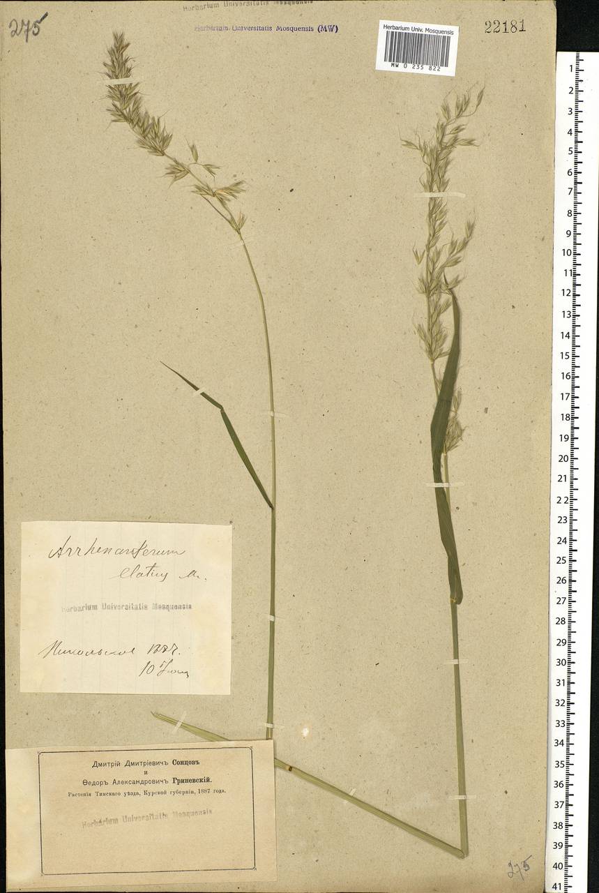 Arrhenatherum elatius (L.) P.Beauv. ex J.Presl & C.Presl., Eastern Europe, Central forest-and-steppe region (E6) (Russia)