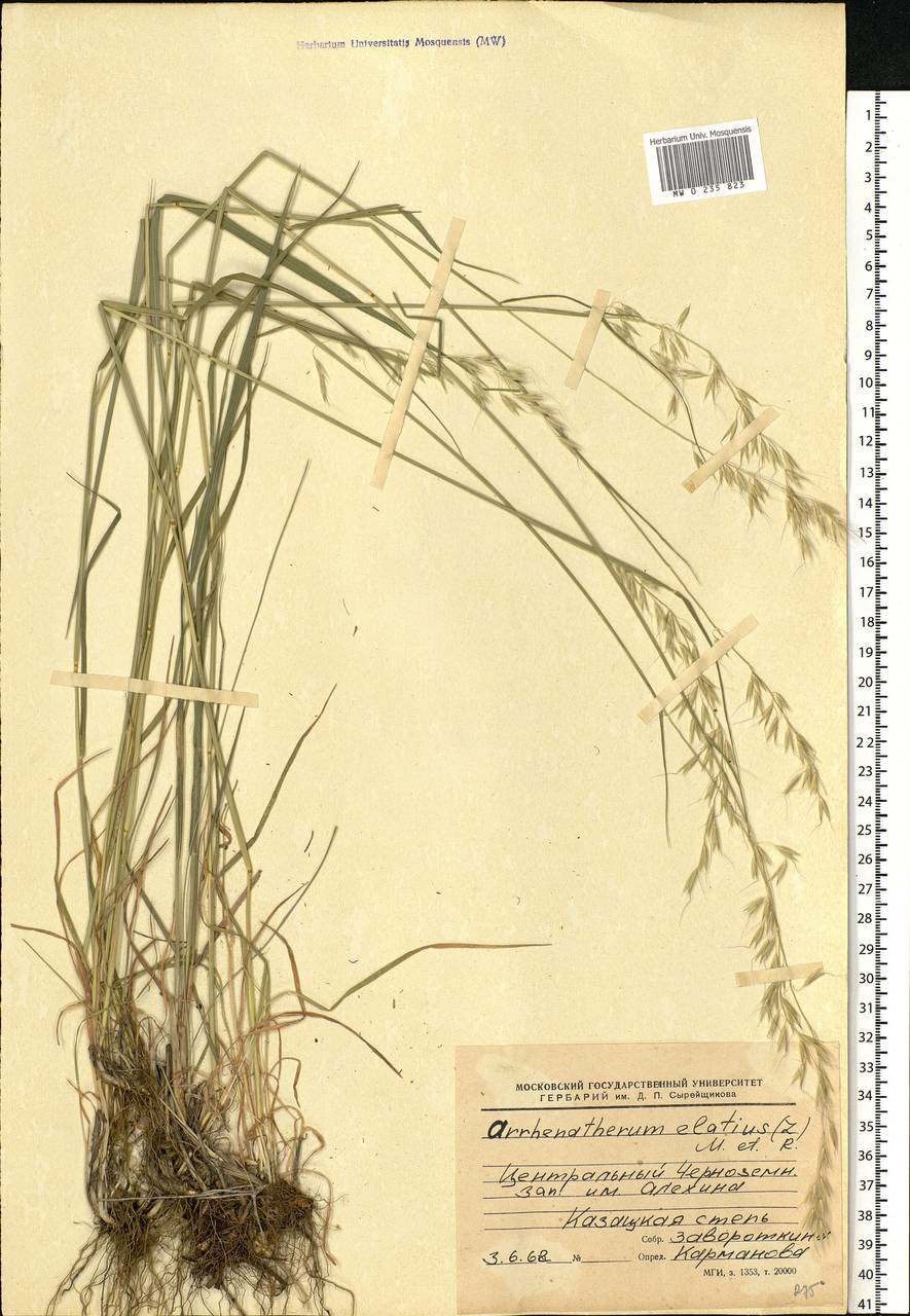 Arrhenatherum elatius (L.) P.Beauv. ex J.Presl & C.Presl., Eastern Europe, Central forest-and-steppe region (E6) (Russia)