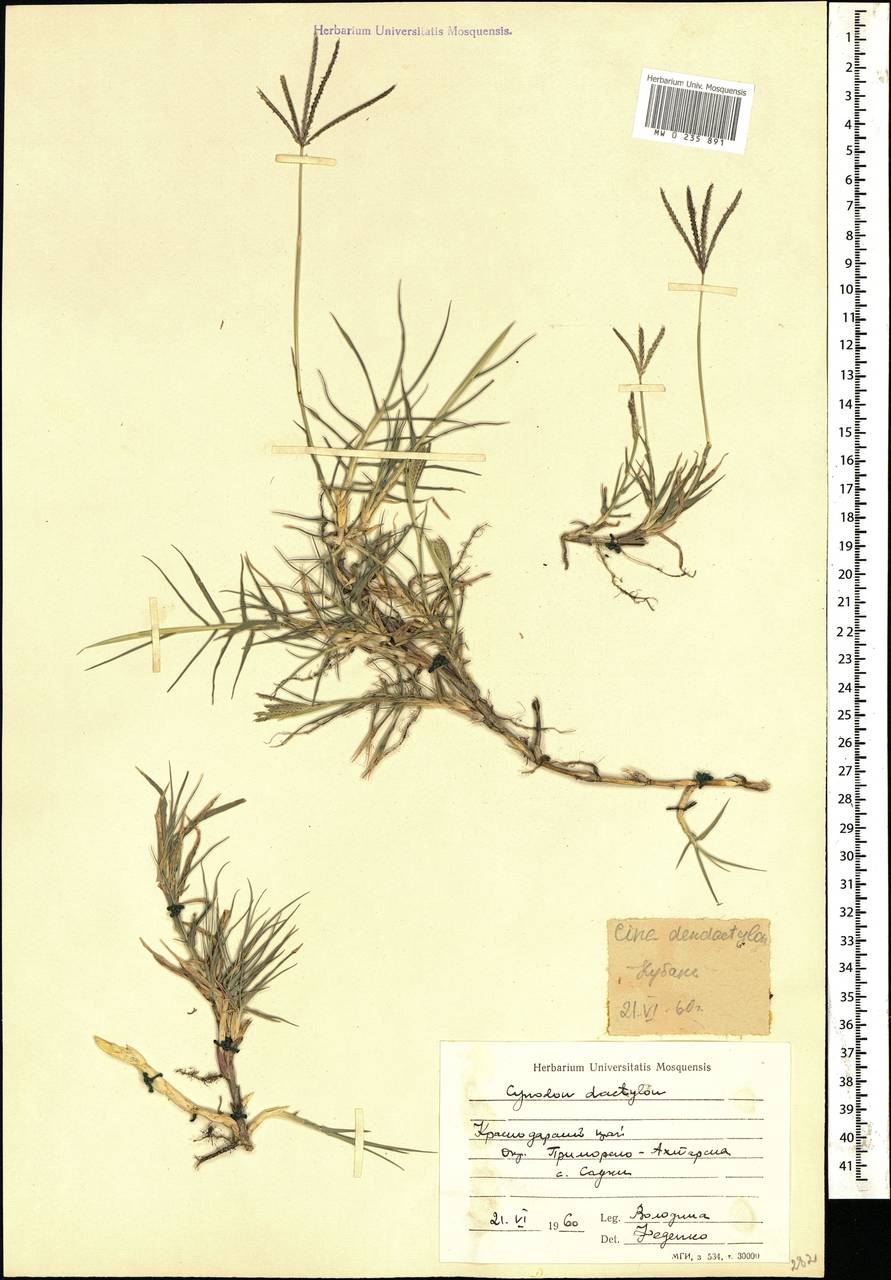Cynodon dactylon (L.) Pers., Caucasus, Krasnodar Krai & Adygea (K1a) (Russia)