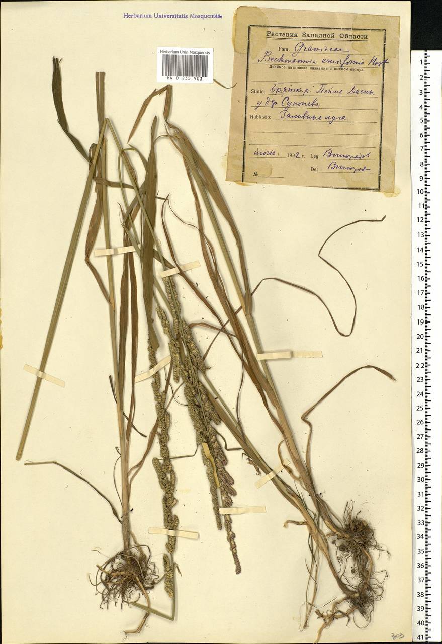 Beckmannia eruciformis (L.) Host, Eastern Europe, Western region (E3) (Russia)
