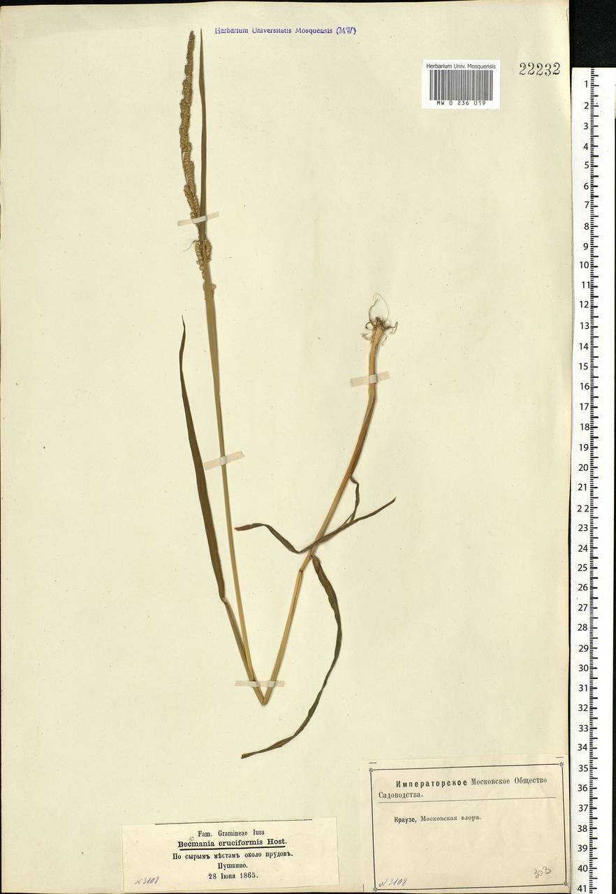 Beckmannia eruciformis (L.) Host, Eastern Europe, Moscow region (E4a) (Russia)