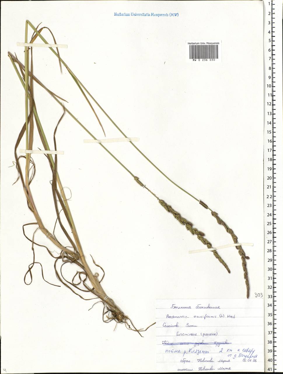 Beckmannia eruciformis (L.) Host, Eastern Europe, Central region (E4) (Russia)