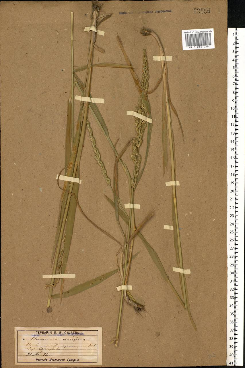 Beckmannia eruciformis (L.) Host, Eastern Europe, Moscow region (E4a) (Russia)