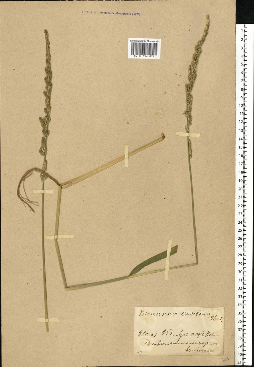 Beckmannia eruciformis (L.) Host, Eastern Europe, Moscow region (E4a) (Russia)