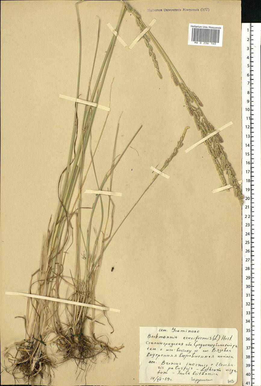 Beckmannia eruciformis (L.) Host, Eastern Europe, Lower Volga region (E9) (Russia)