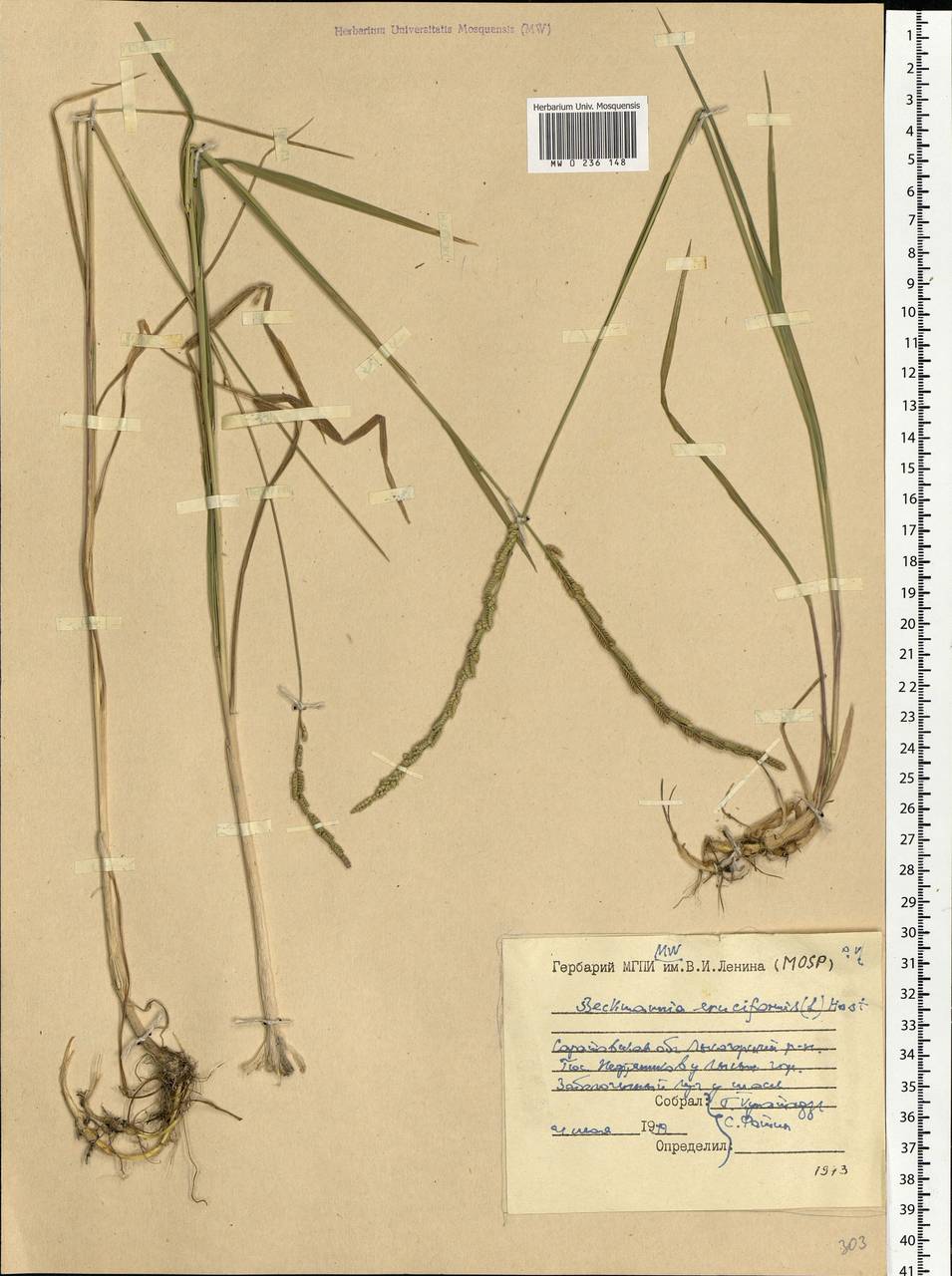 Beckmannia eruciformis (L.) Host, Eastern Europe, Lower Volga region (E9) (Russia)