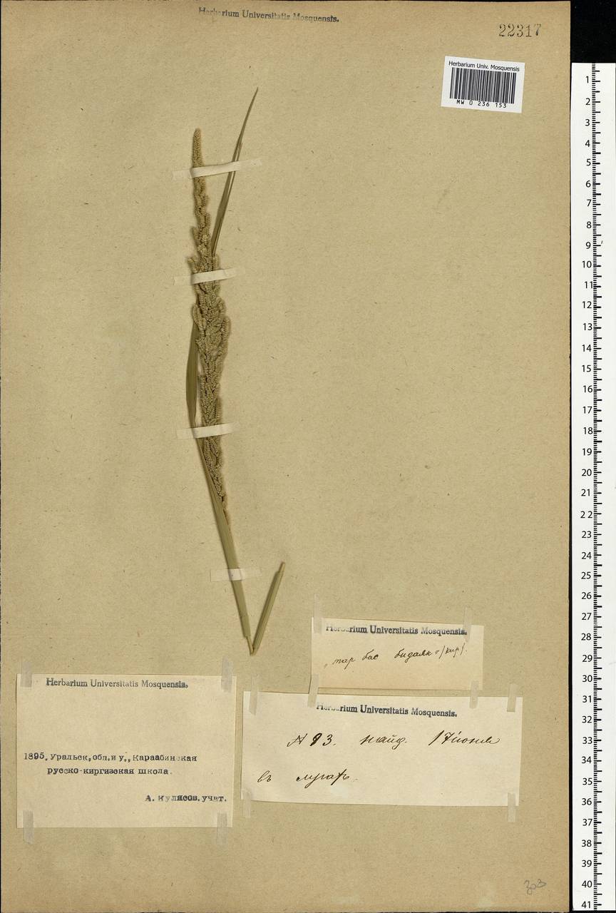 Beckmannia eruciformis (L.) Host, Middle Asia, Caspian Ustyurt & Northern Aralia (M8) (Kazakhstan)