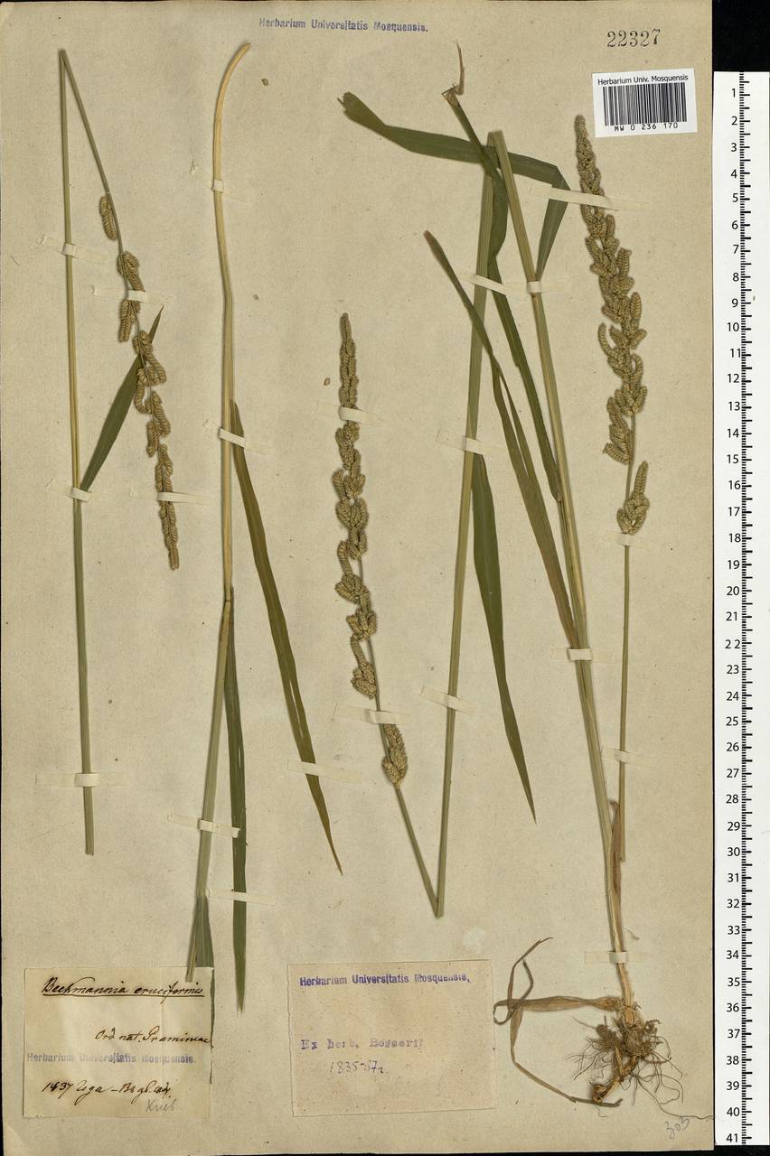 Beckmannia eruciformis (L.) Host, Eastern Europe, North Ukrainian region (E11) (Ukraine)