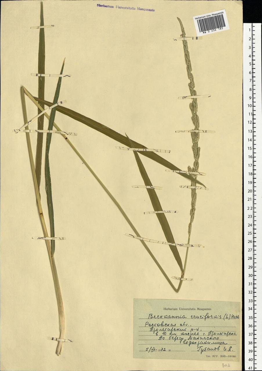 Beckmannia eruciformis (L.) Host, Eastern Europe, Rostov Oblast (E12a) (Russia)