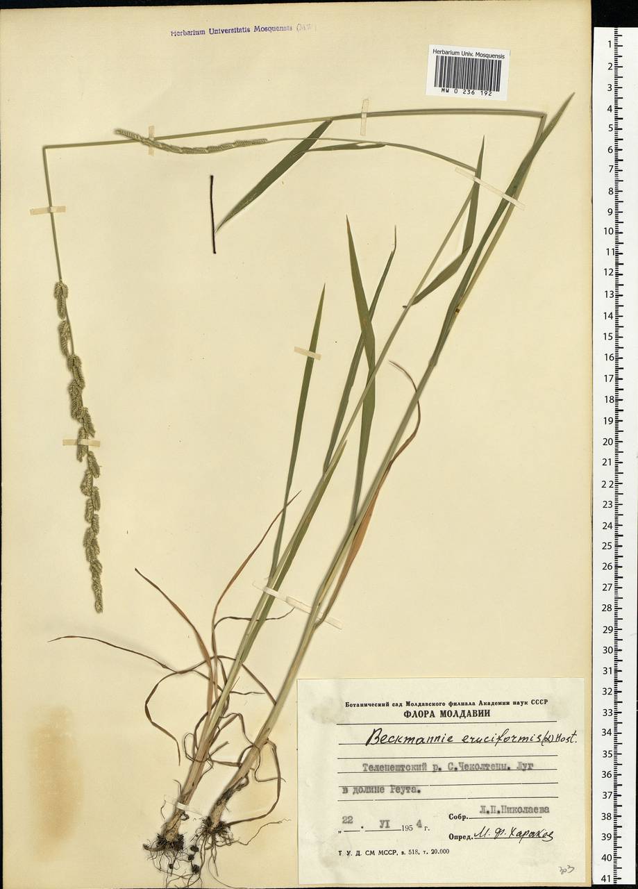 Beckmannia eruciformis (L.) Host, Eastern Europe, Moldova (E13a) (Moldova)