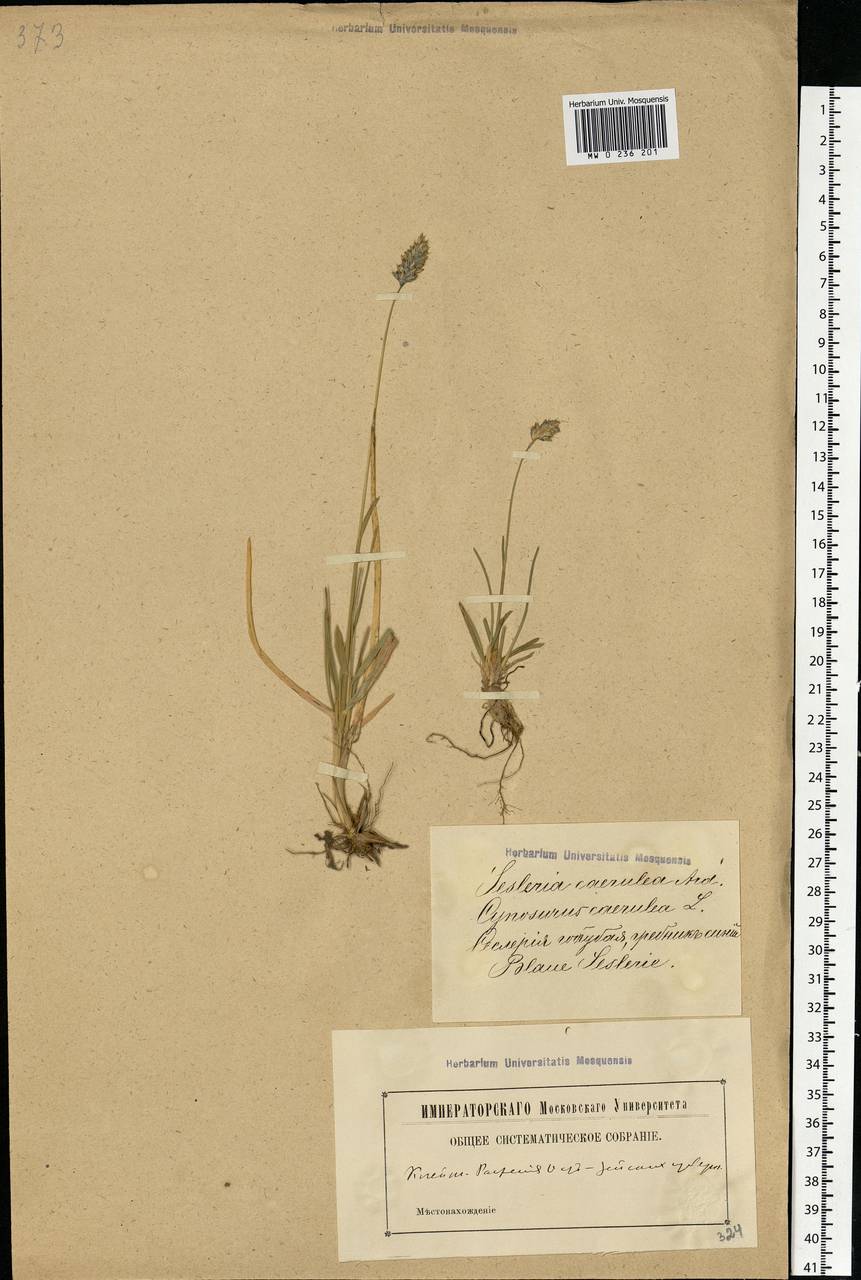 Sesleria caerulea (L.) Ard., Eastern Europe, Latvia (E2b) (Latvia)