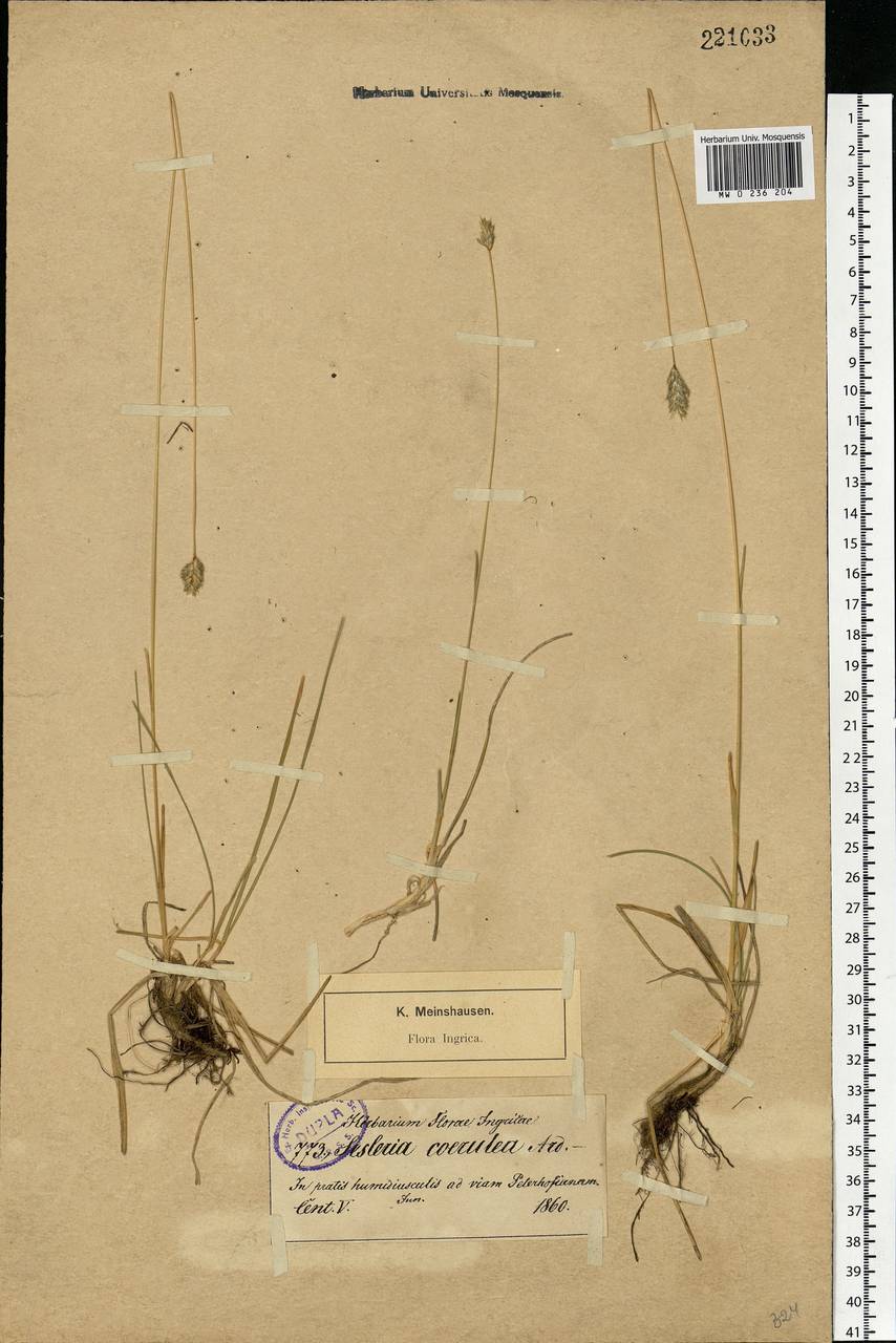 Sesleria caerulea (L.) Ard., Eastern Europe, North-Western region (E2) (Russia)