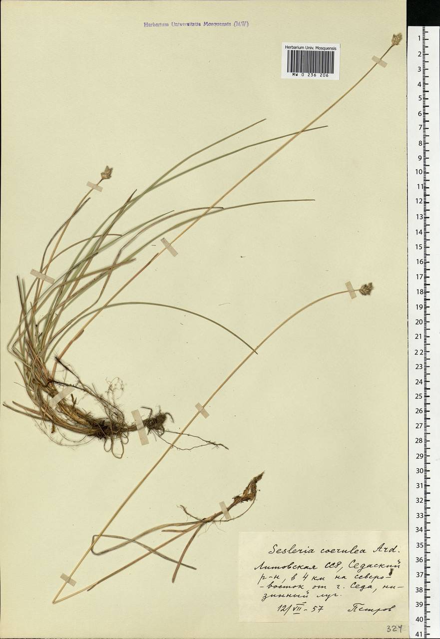 Sesleria caerulea (L.) Ard., Eastern Europe, Lithuania (E2a) (Lithuania)