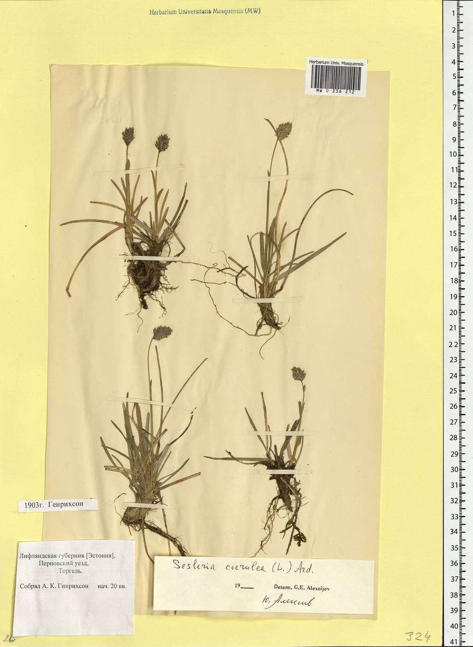 Sesleria caerulea (L.) Ard., Eastern Europe, Estonia (E2c) (Estonia)