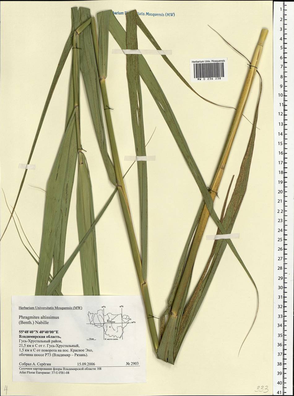 Phragmites australis subsp. isiacus (Arcang.) ined., Eastern Europe, Central region (E4) (Russia)