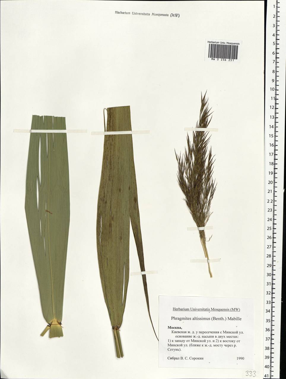 Phragmites australis subsp. isiacus (Arcang.) ined., Eastern Europe, Moscow region (E4a) (Russia)
