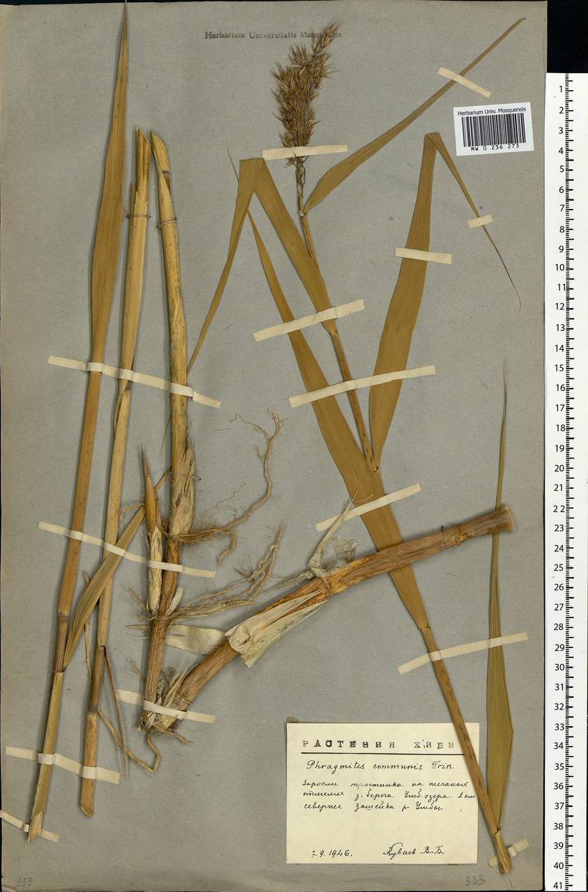 Phragmites australis (Cav.) Trin. ex Steud., Eastern Europe, Northern region (E1) (Russia)