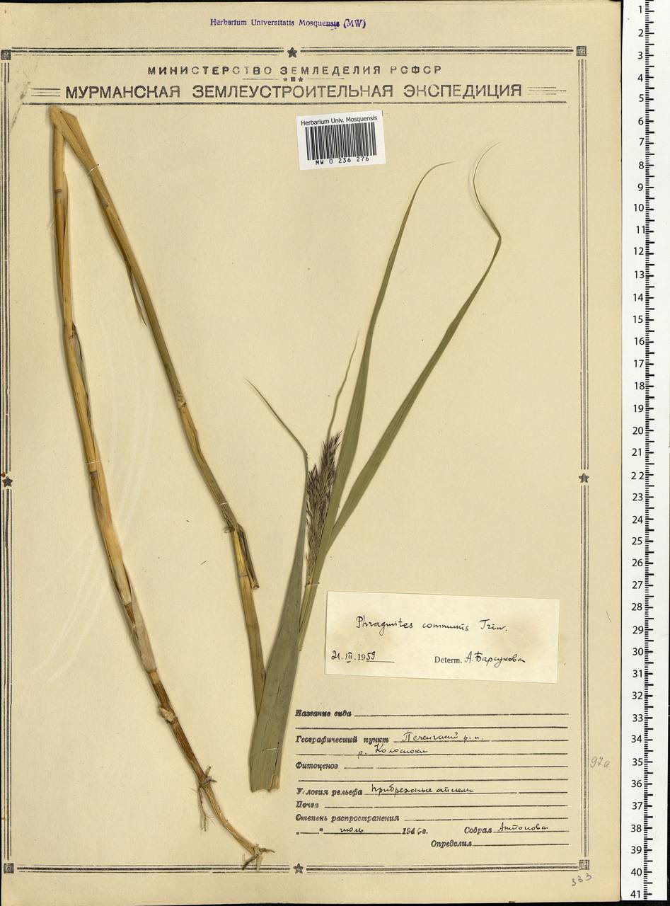 Phragmites australis (Cav.) Trin. ex Steud., Eastern Europe, Northern region (E1) (Russia)