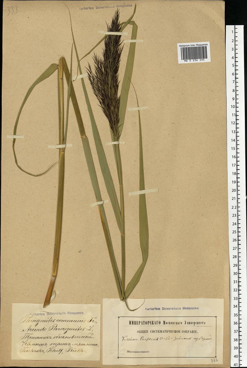 Phragmites australis (Cav.) Trin. ex Steud., Eastern Europe, Latvia (E2b) (Latvia)