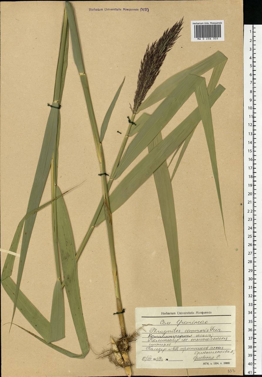 Phragmites australis (Cav.) Trin. ex Steud., Eastern Europe, North-Western region (E2) (Russia)